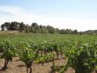 Vineyard-of-10-ha-ideal-for-a-beginning-farmer