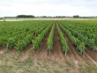 SOUS-COMPROMIS-LOIR-ET-CHER--15ha-Sauvignon-Blanc-organic-estate-