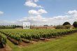 Propriete-viticole-de-26-hectares-en-Agriculture-Biologique-