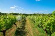 Attractive-321-ha-vineyard-near-Bordeaux
