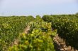 Environ-10-ha-de-vignes-en-AOC-Graves