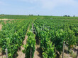 A-vendre-exploitation-AOC-SAINT-ESTEPHE