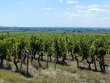 ANJOU-To-be-revitalized-16-ha-wine-estate-with-strong-commercial-and-viticultural-development-potential