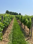 Vineyard-estate-in-the-Bordeaux-and-Graves-de-Vayres-AOC-regions-Libournais
