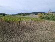 Vignoble-AOP-Limoux-AB-30-ha-avec-hangar
