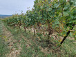 Vignoble-AOP-Limoux-AB-30-ha-avec-hangar