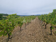Vignoble-AOP-Limoux-AB-30-ha-avec-hangar