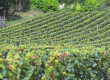 Propriete-viticole-a-Montagne-3-hectares-de-Merlot-et-une-batisse-a-renover